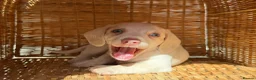 Miniature Dachshund dogs for sale: KC STUNNING COLOURED BLUE EYED SMOOTH & LONG COATS - Advert 18
