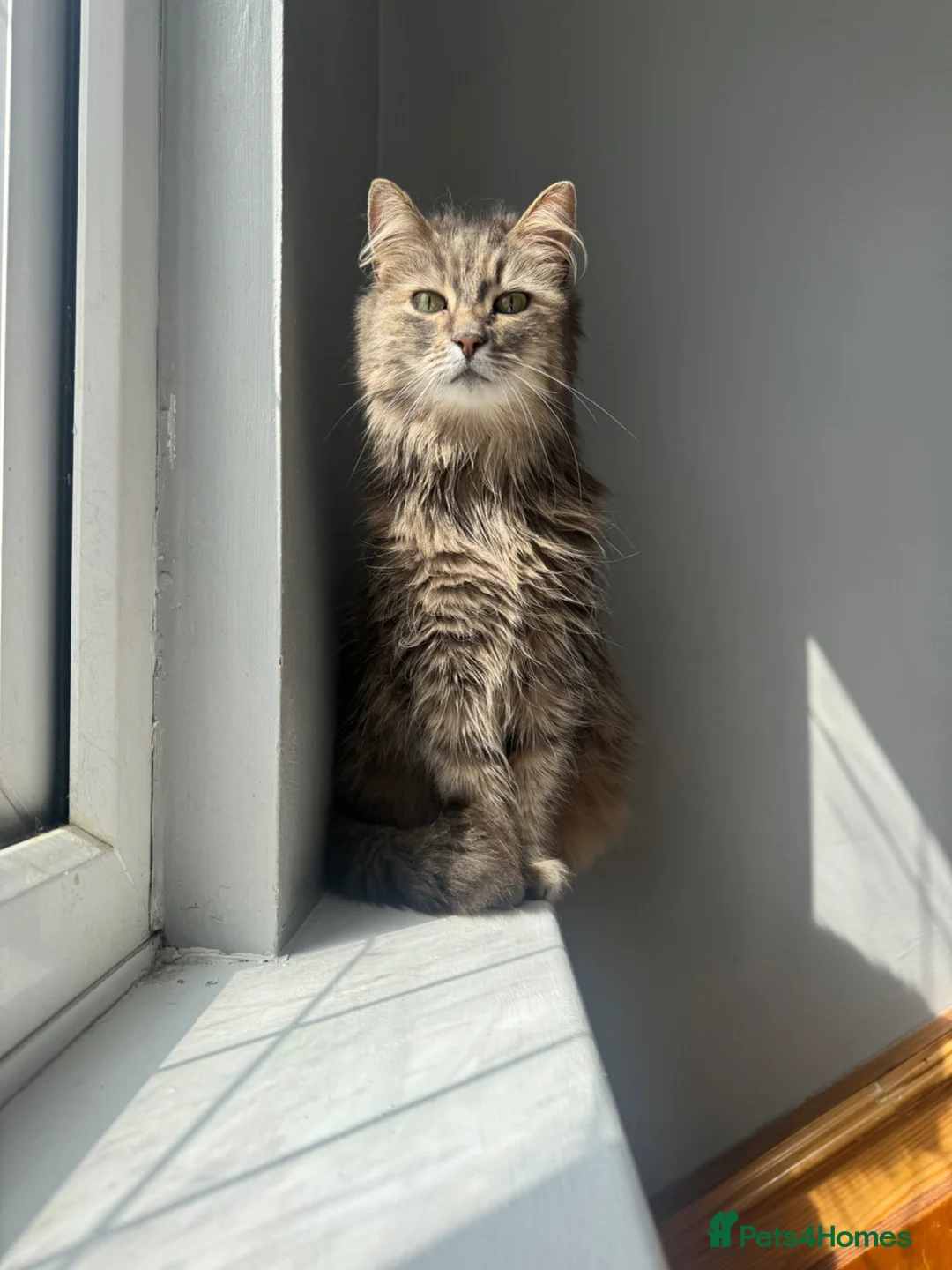 British Longhair cats for sale: Cat for sale  - Advert 2