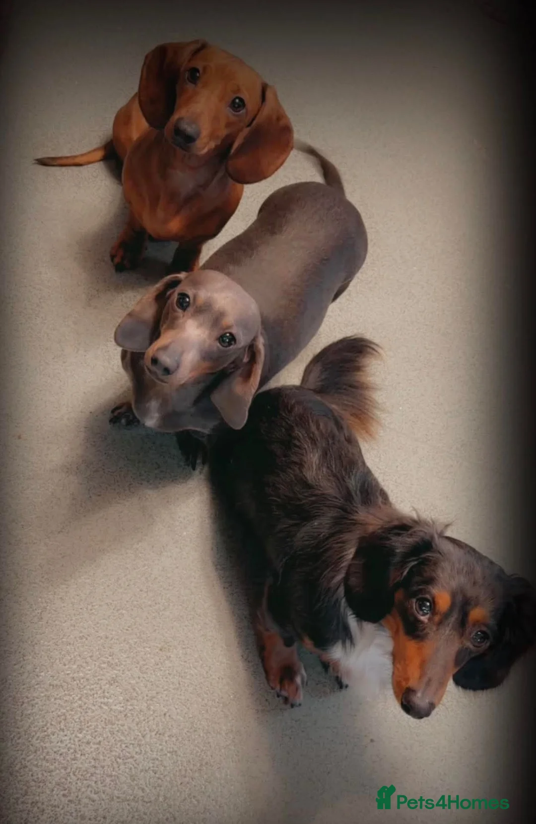 Miniature Dachshund dogs for sale: Miniature Dachshund Puppies, Stunning, Ready May - Advert 24