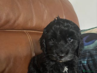 Cockapoo dogs F2 cockapoo’s (last girl) - Advert 6