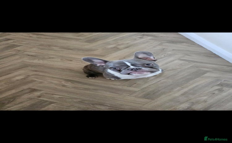 French Bulldog dogs - Advert 1