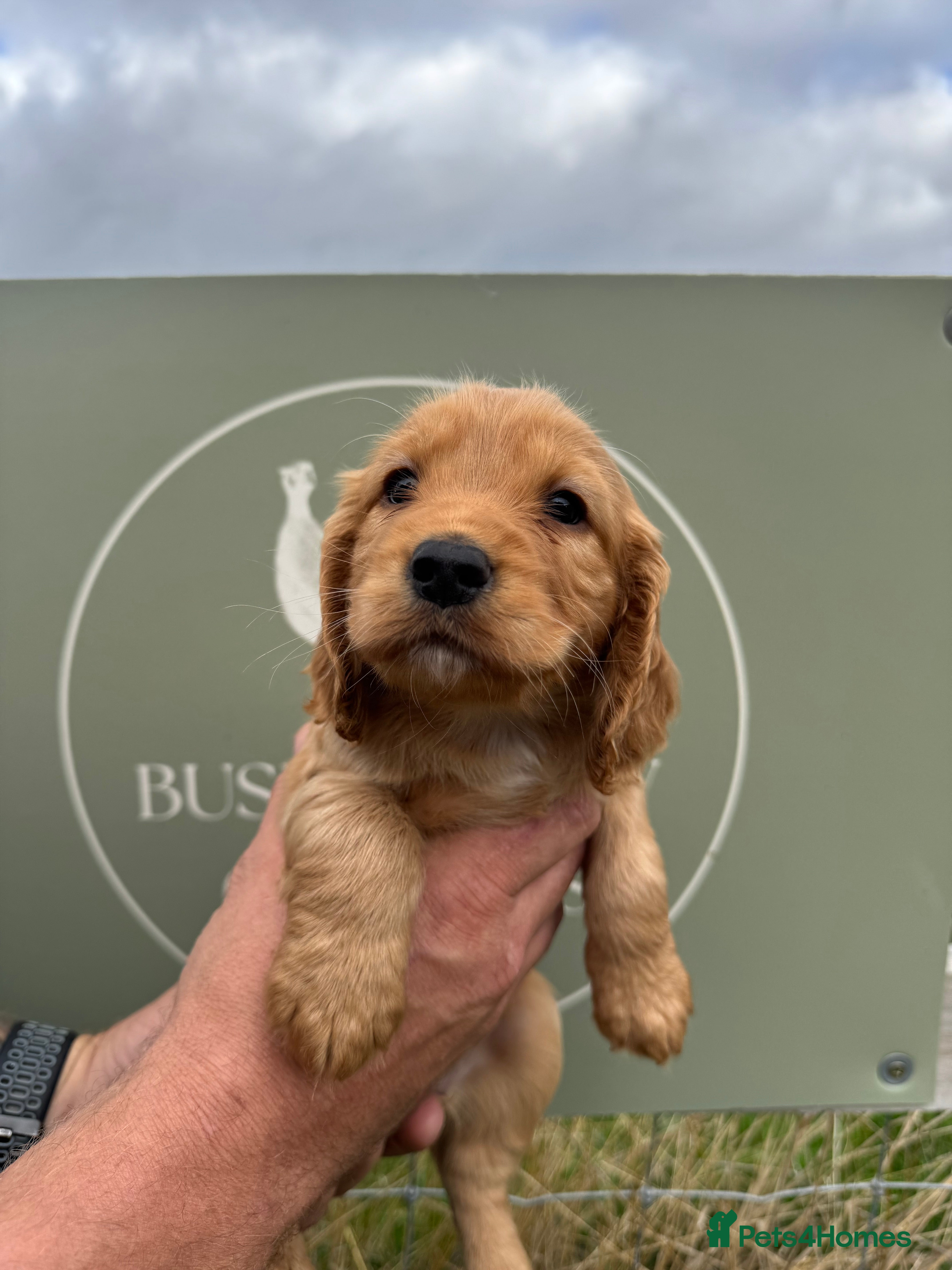 Cocker Spaniel dogs Kc registered Working Cocker Spaniel puppies  - Advert 2