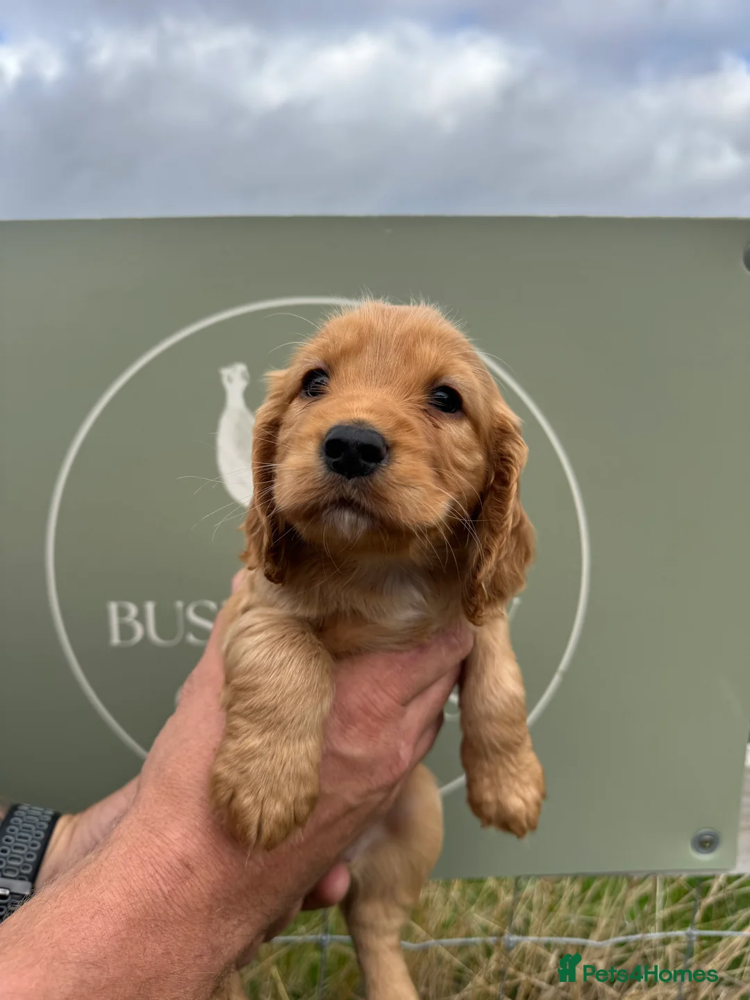 Cocker Spaniel dogs for sale: Kc registered Working Cocker Spaniel puppies  - Advert 2