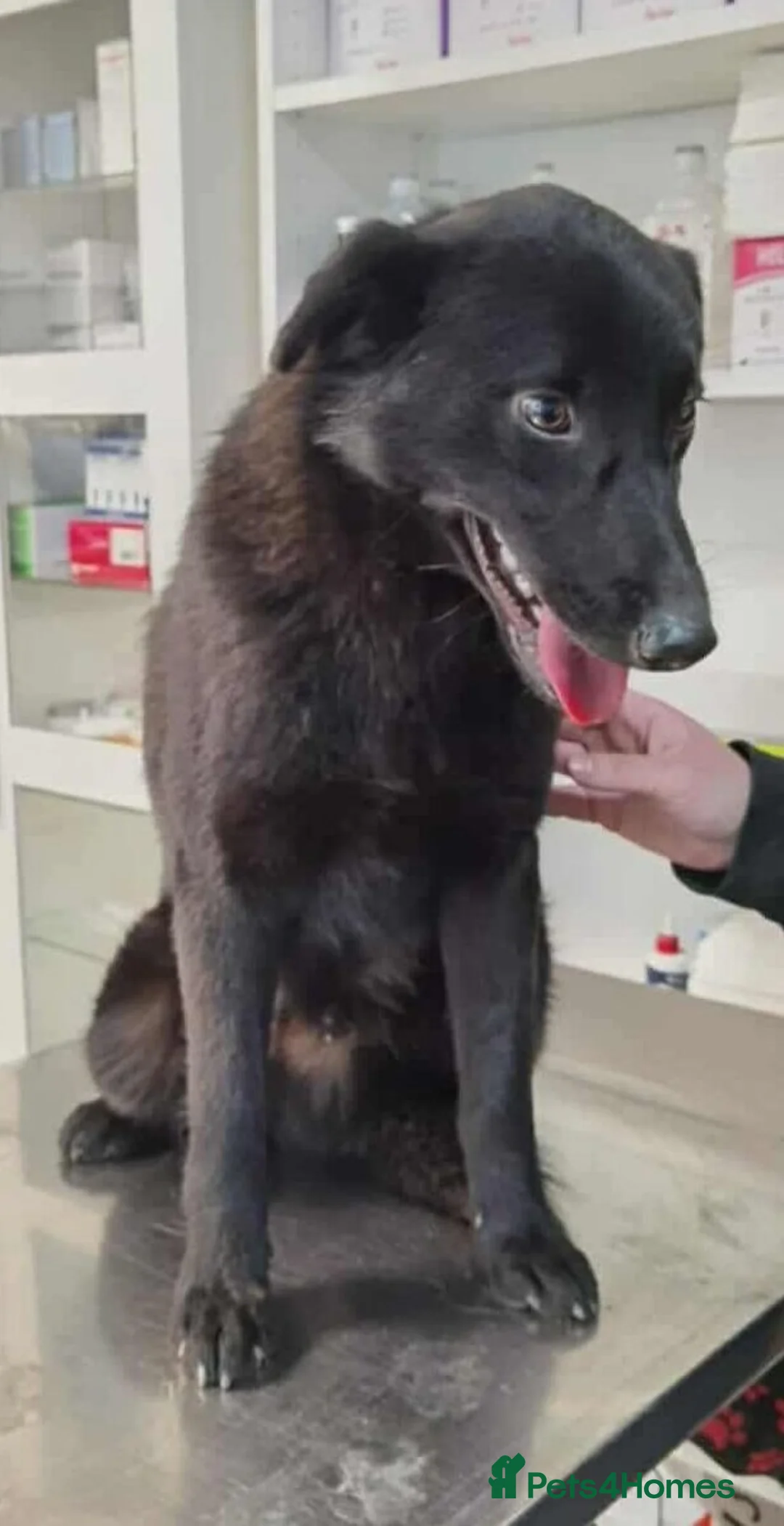 Mixed Breed dogs for adoption: Guinness - Advert 3