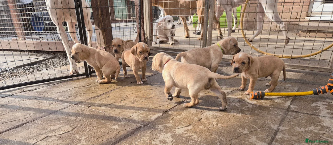 Pointer dogs for sale: Portuguese pointer puppies for sale - Advert 5