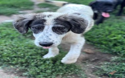 Mixed Breed dogs for adoption: ODIN, a superb young boy - for a Loving Home - Image 8