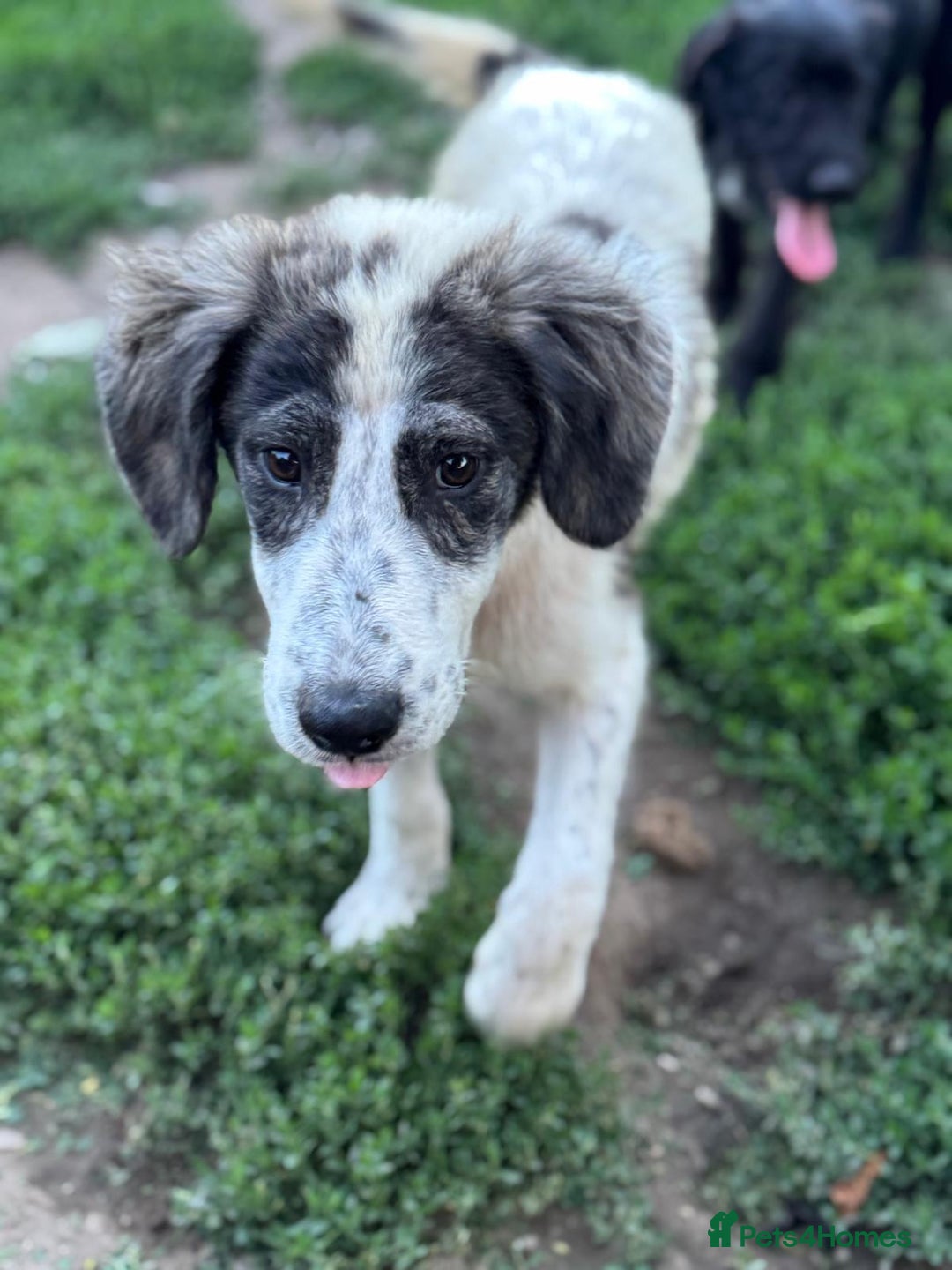 Mixed Breed dogs for adoption: ODIN, a superb young boy - for a Loving Home - Image 8