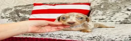 Miniature Dachshund dogs for sale: Beautiful miniature dachshund puppies - Advert 35