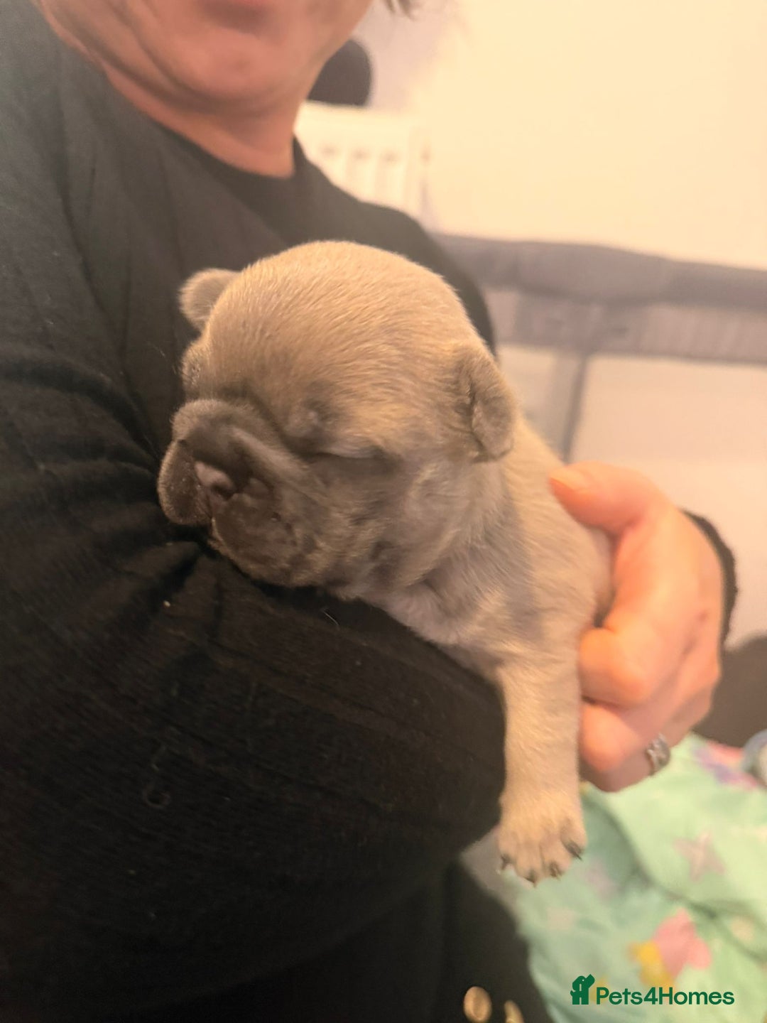 French Bulldog dogs for sale: Beautiful chunky frenchie puppies - Advert 5