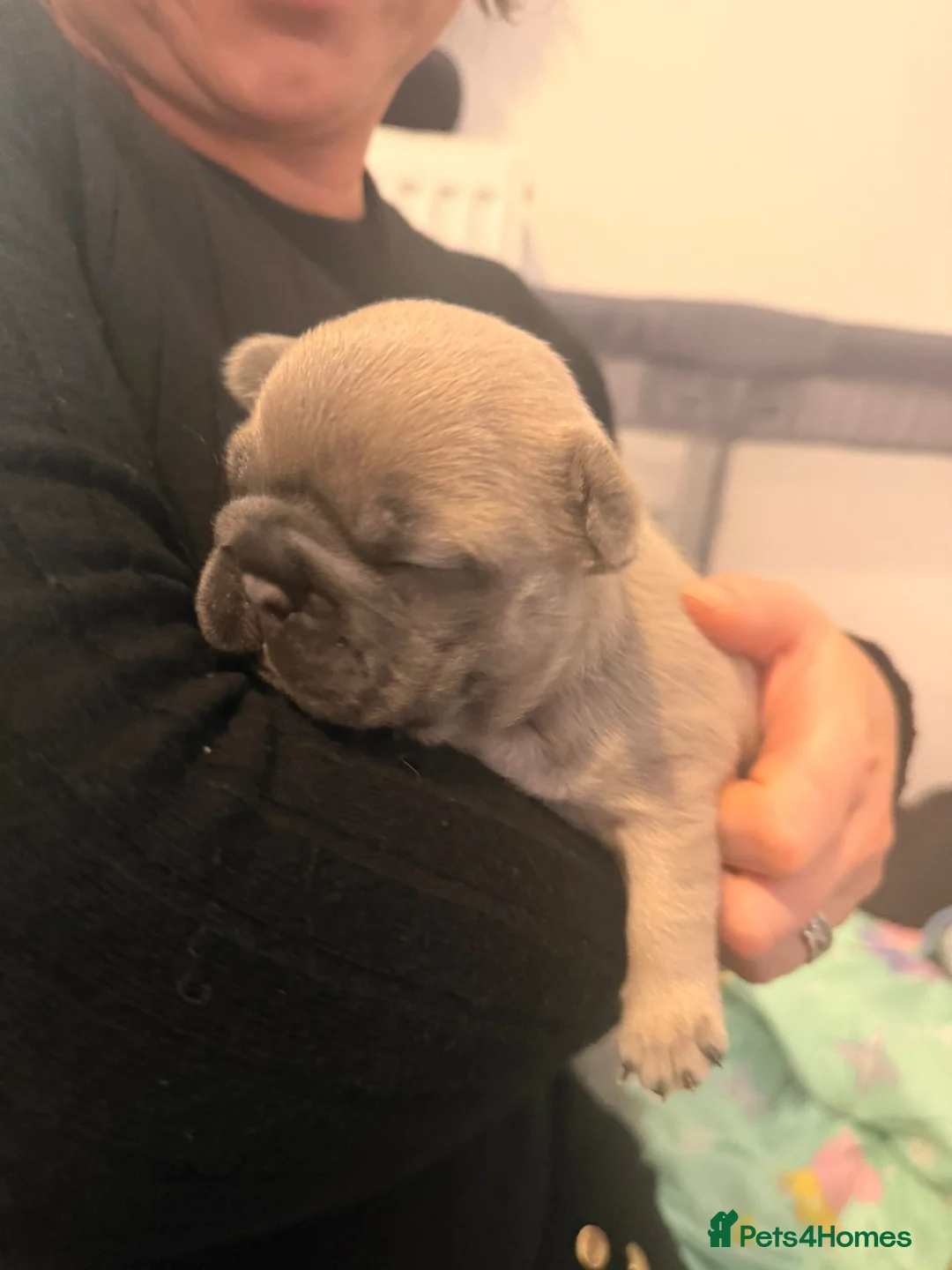 French Bulldog dogs for sale: Beautiful chunky frenchie puppies - Advert 5