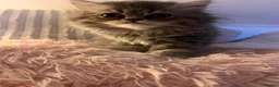Persian cats for sale: 2 Gorgeous Persians Left - Advert 14