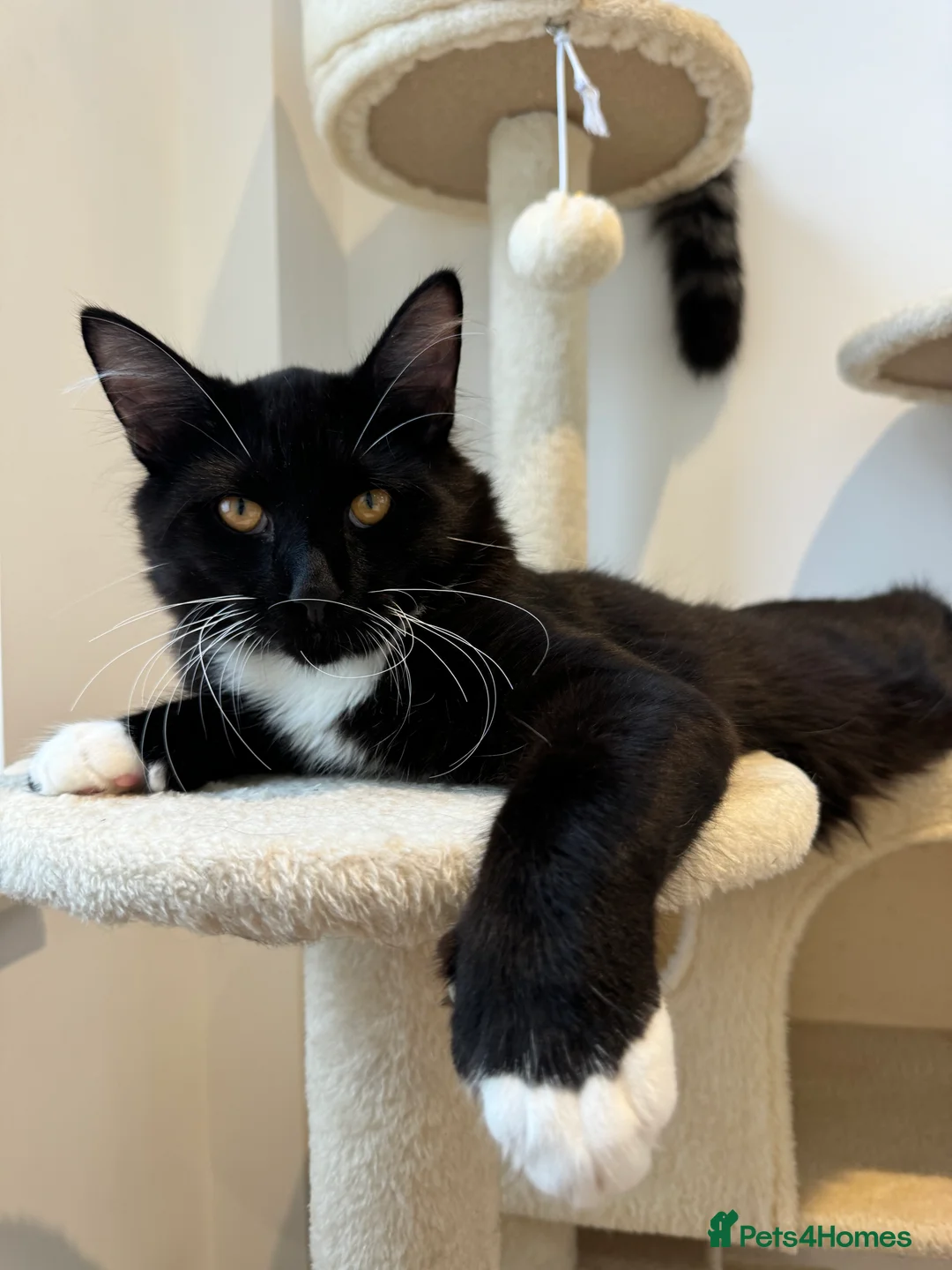 Mixed Breed cats for sale: Beautiful Maine Coon Type Tuxedo Male Cat 6 Months - Advert 2