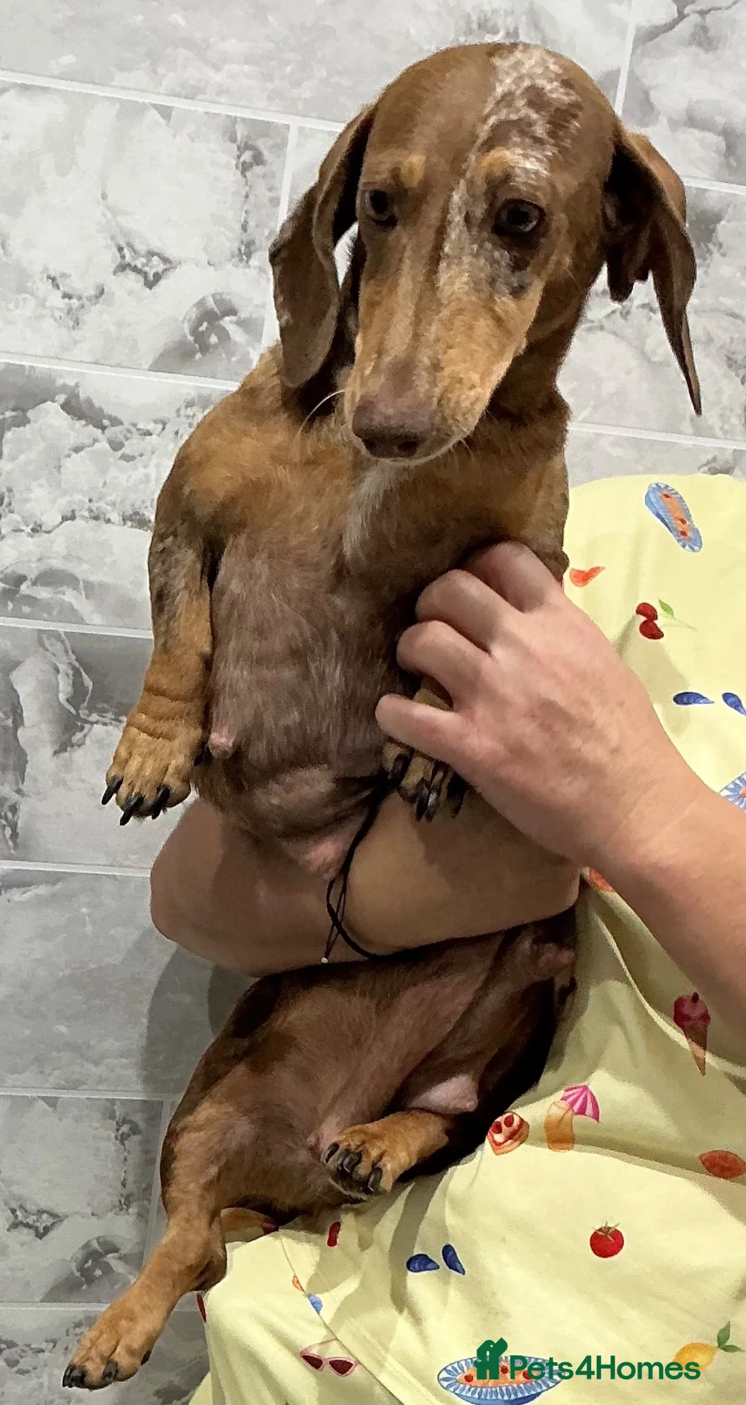 Dachshund dogs for sale: Miniature dachshunds in Grays - Advert 4