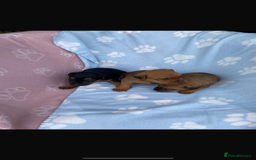 Lakeland Terrier dogs for sale: Lakeland terrier puppies for sale - Image 3