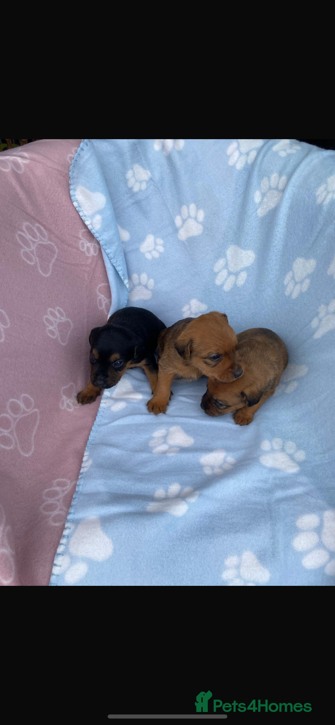 Lakeland Terrier dogs for sale: Lakeland terrier puppies for sale - Image 3