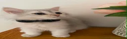 British Longhair cats for sale: British longhair  - Advert 2