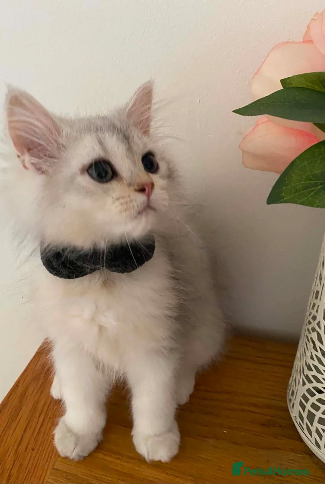 British Longhair cats for sale: British longhair  - Advert 2