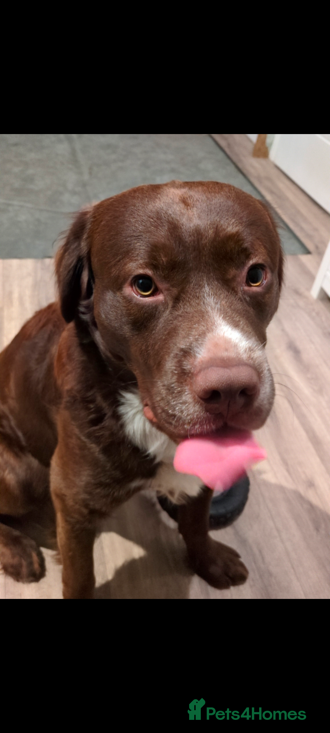 Mixed Breed dogs tolling retriever  - Advert 1