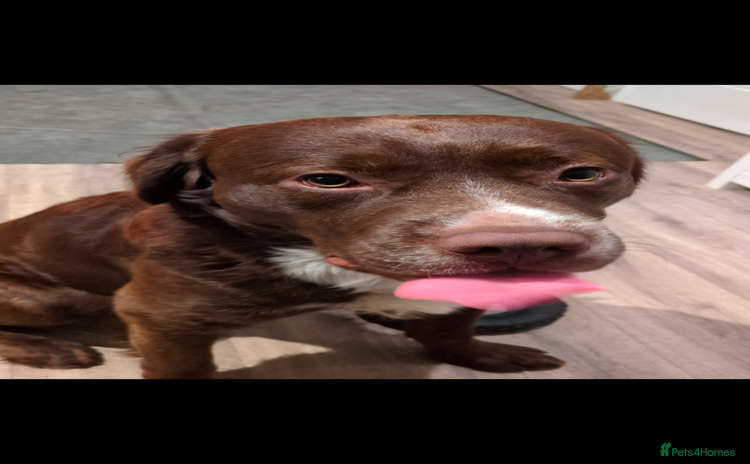 Mixed Breed dogs - Advert 10