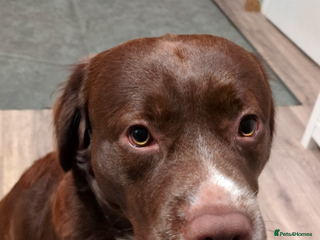 Mixed Breed dogs tolling retriever - Advert 3