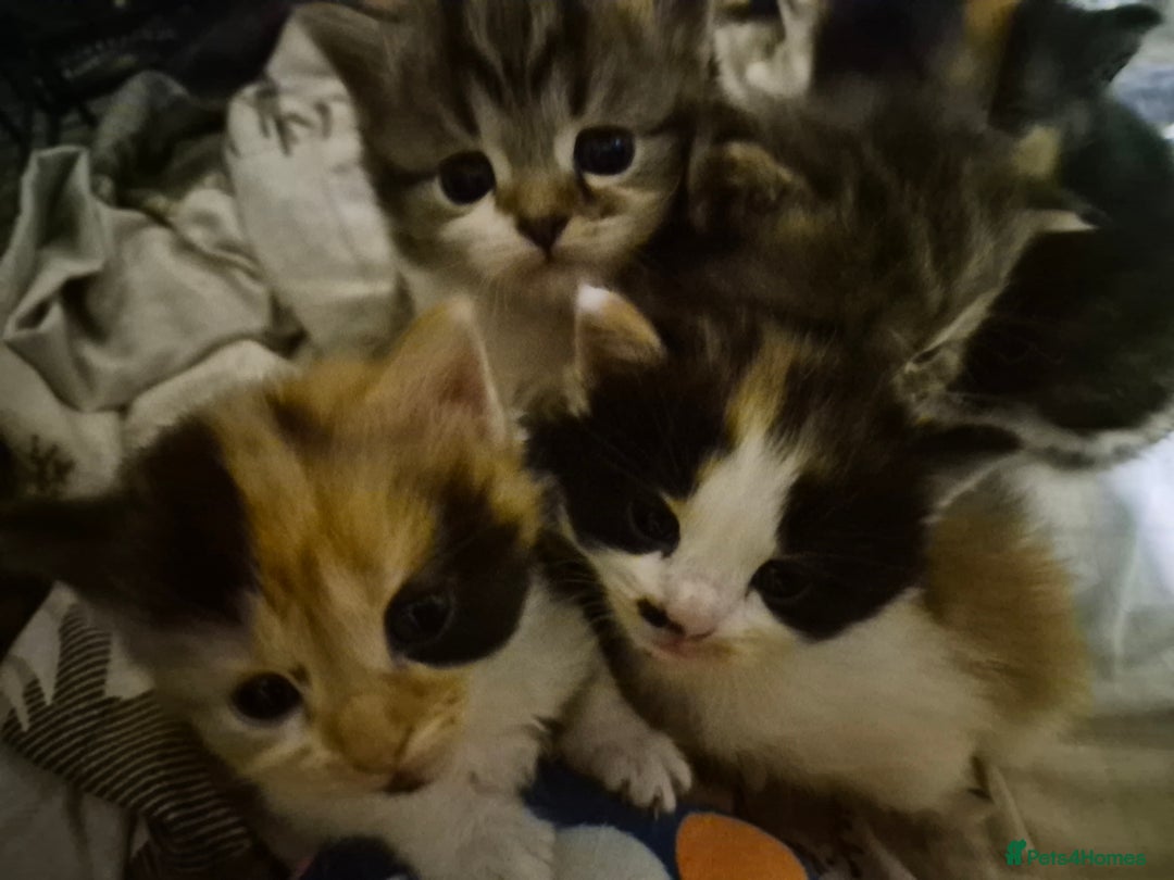 Mixed Breed cats for sale: British blue x Maine Coon x domestic long hair - Image 4