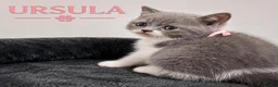 British Shorthair cats for sale: Champion bloodline Bi-colours 🌟  - Advert 8