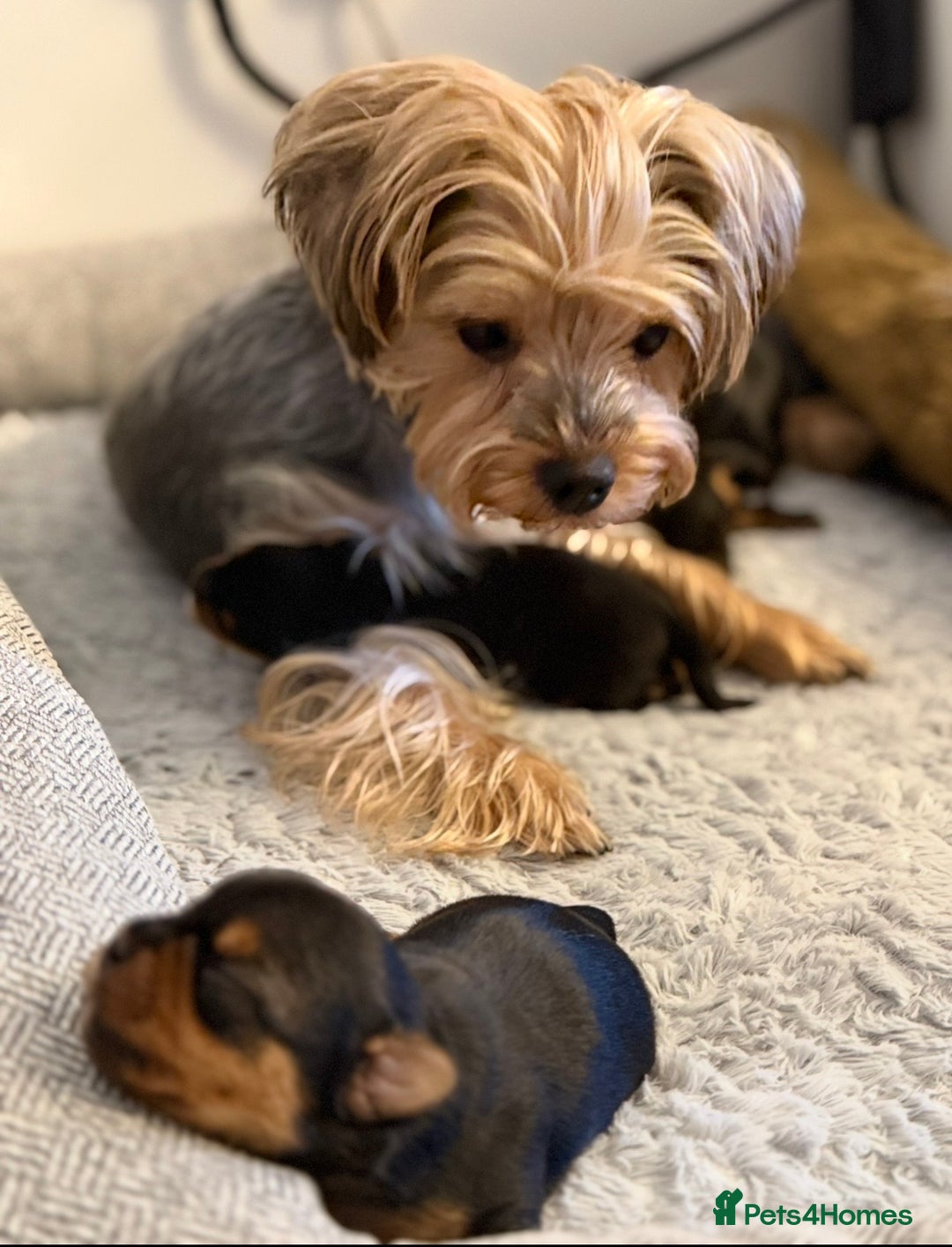Yorkshire Terrier dogs for sale: YORKSHIRE TERRIER PUPPIES  - Advert 9