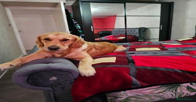 Golden Retriever dogs - Advert 8
