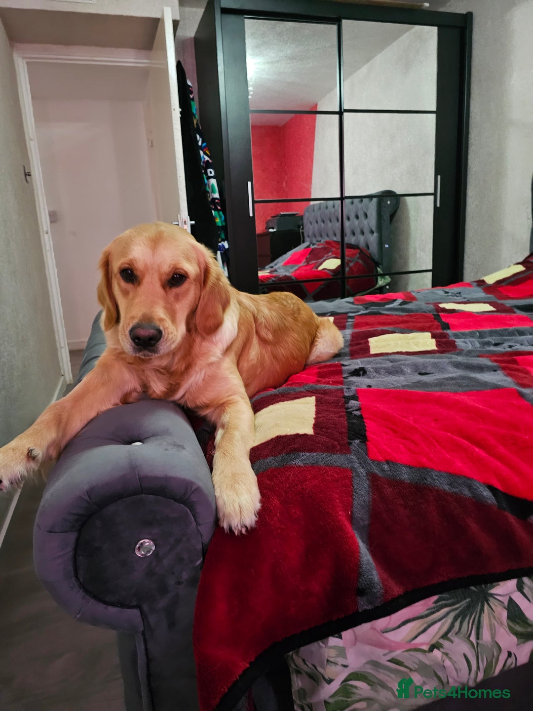 Golden Retriever dogs for sale: Lovely Golden Retriever puppies ❤️  - Image 3