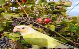 Conures birds for sale: Silly rammed Moon cheek conure - Image 6