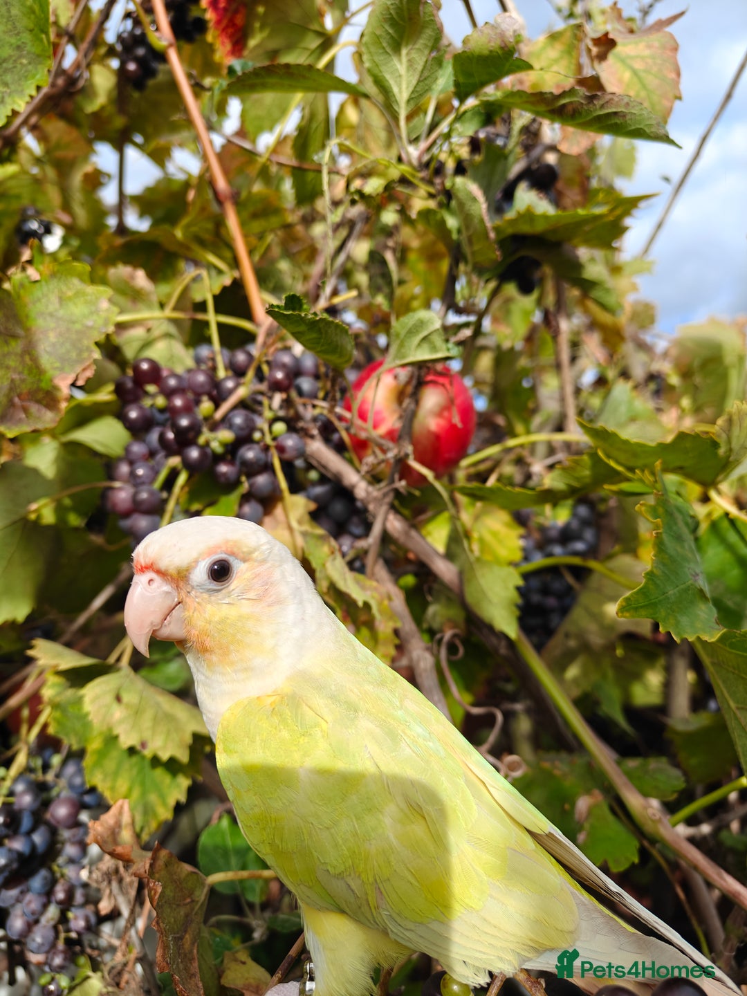 Conures birds for sale: Silly rammed Moon cheek conure - Image 6