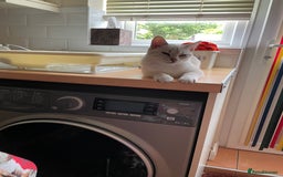 Bengal cats for sale: 8 month old female Bengal  - Image 3