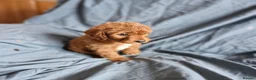 Cavapoo dogs for sale: Cavapoo puppies  - Advert 10