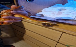 Corn Snake reptiles for sale: 6 yr old corn snake & 4ft Vivarium & accessories  - Advert 11