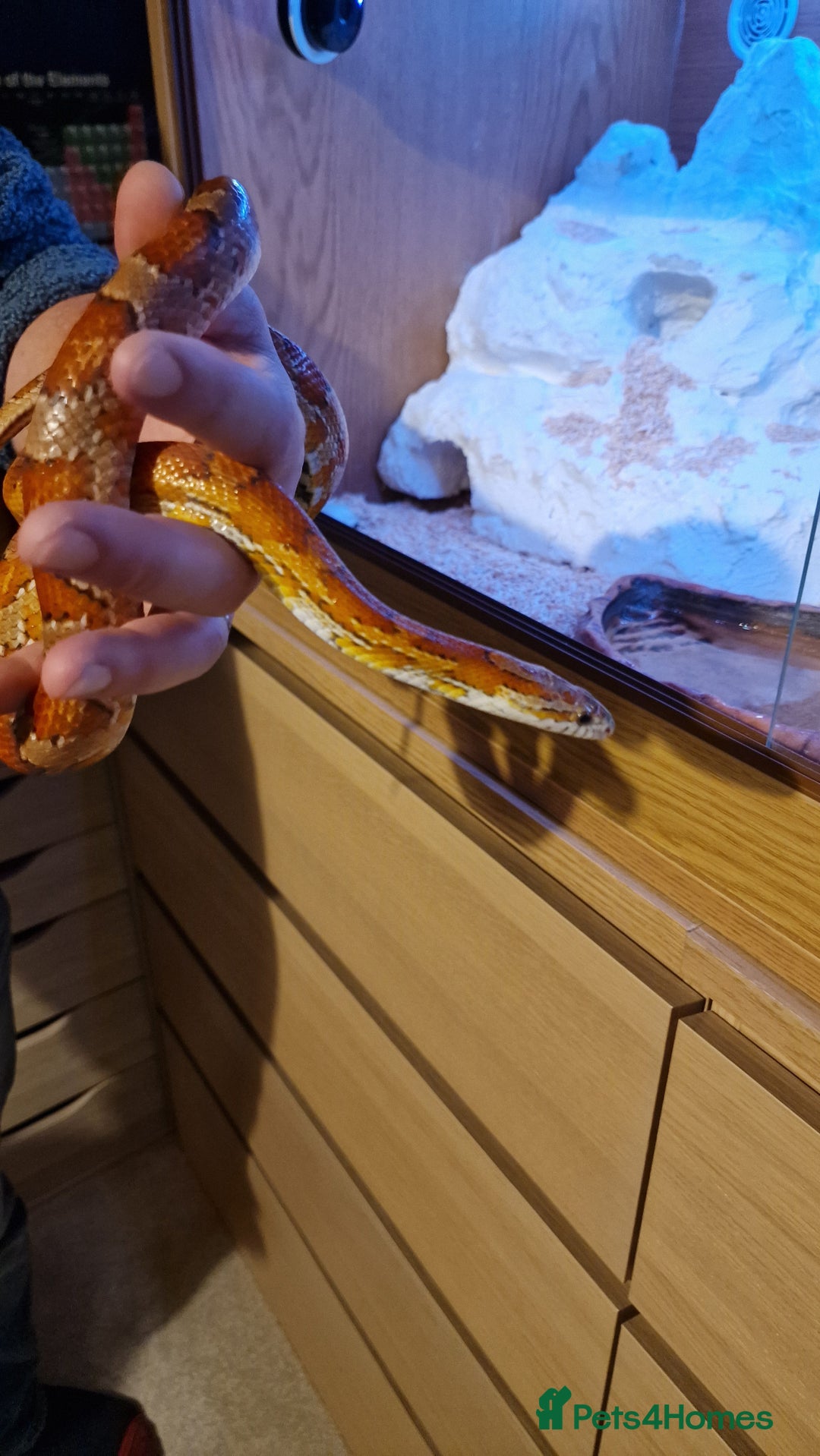 Corn Snake reptiles for sale: 6 yr old corn snake & 4ft Vivarium & accessories  - Advert 11