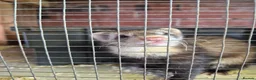 Ferret rodents for sale: Ferrets silver jills x2  - Advert 14