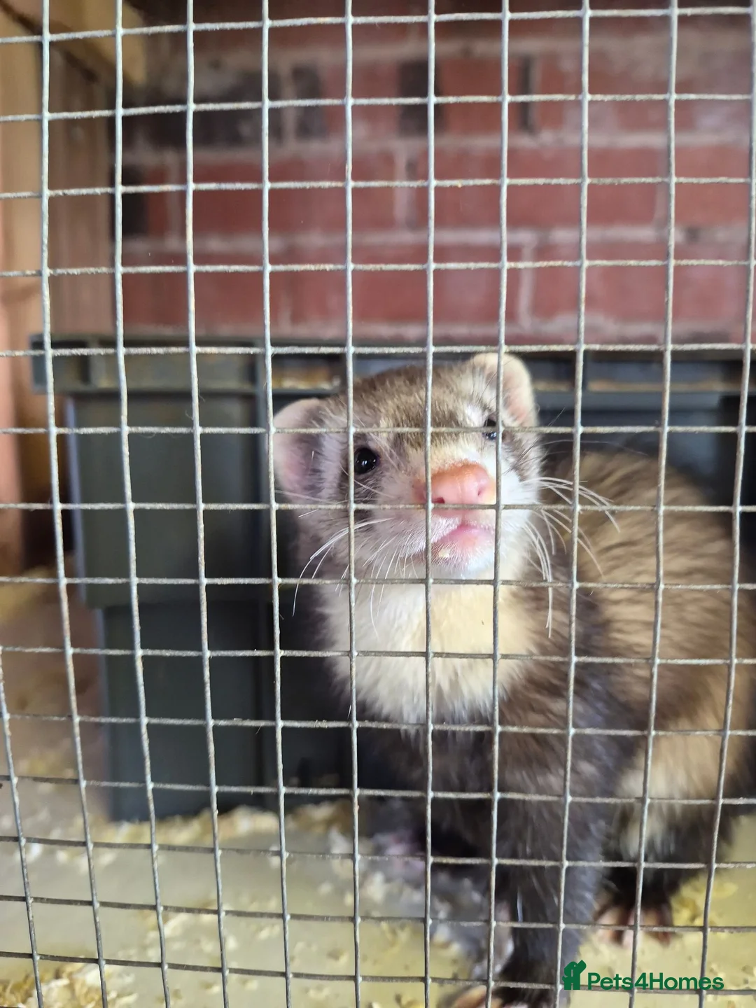 Ferret rodents for sale: Ferrets silver jills x2  - Advert 14