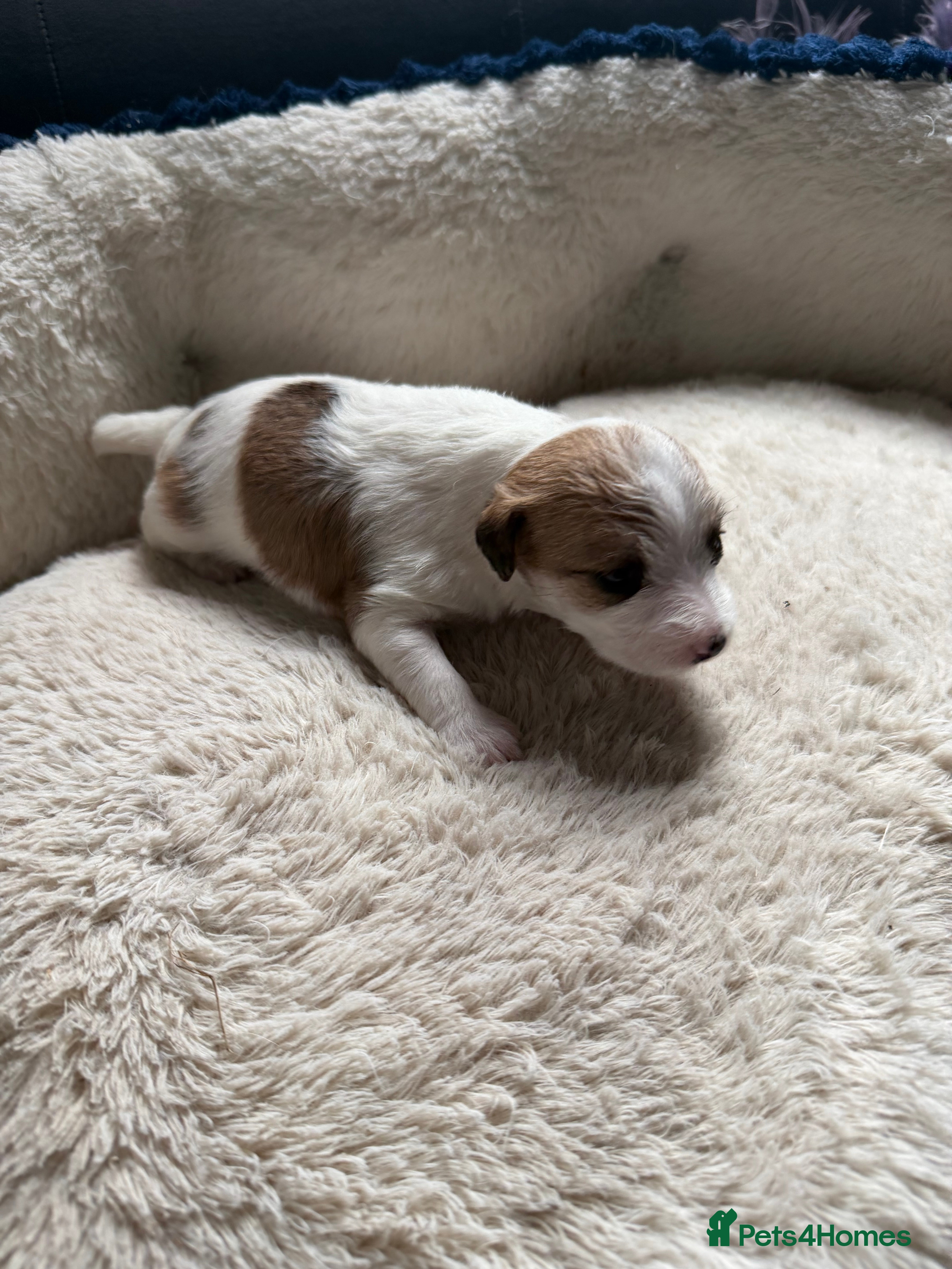 Jackapoo dogs Jackapoo beautiful puppies  - Advert 10