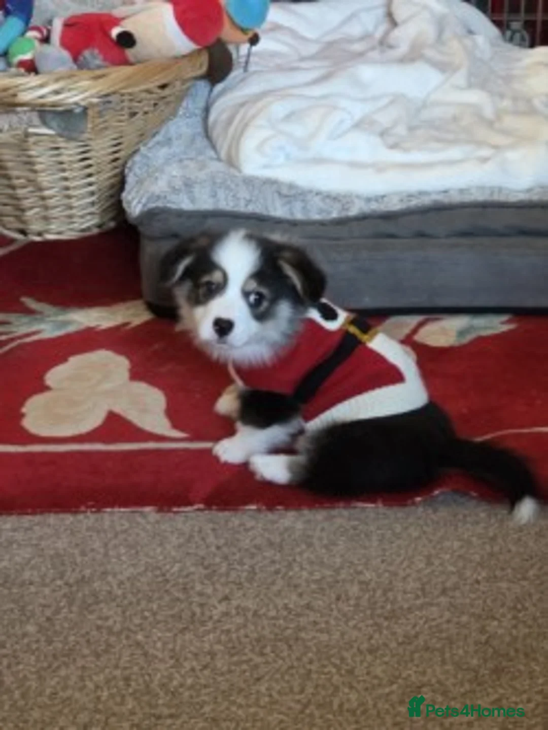 Welsh Corgi Pembroke dogs for sale: Last Welsh Corgi Boy available from 17th Jan 2026 - Advert 7