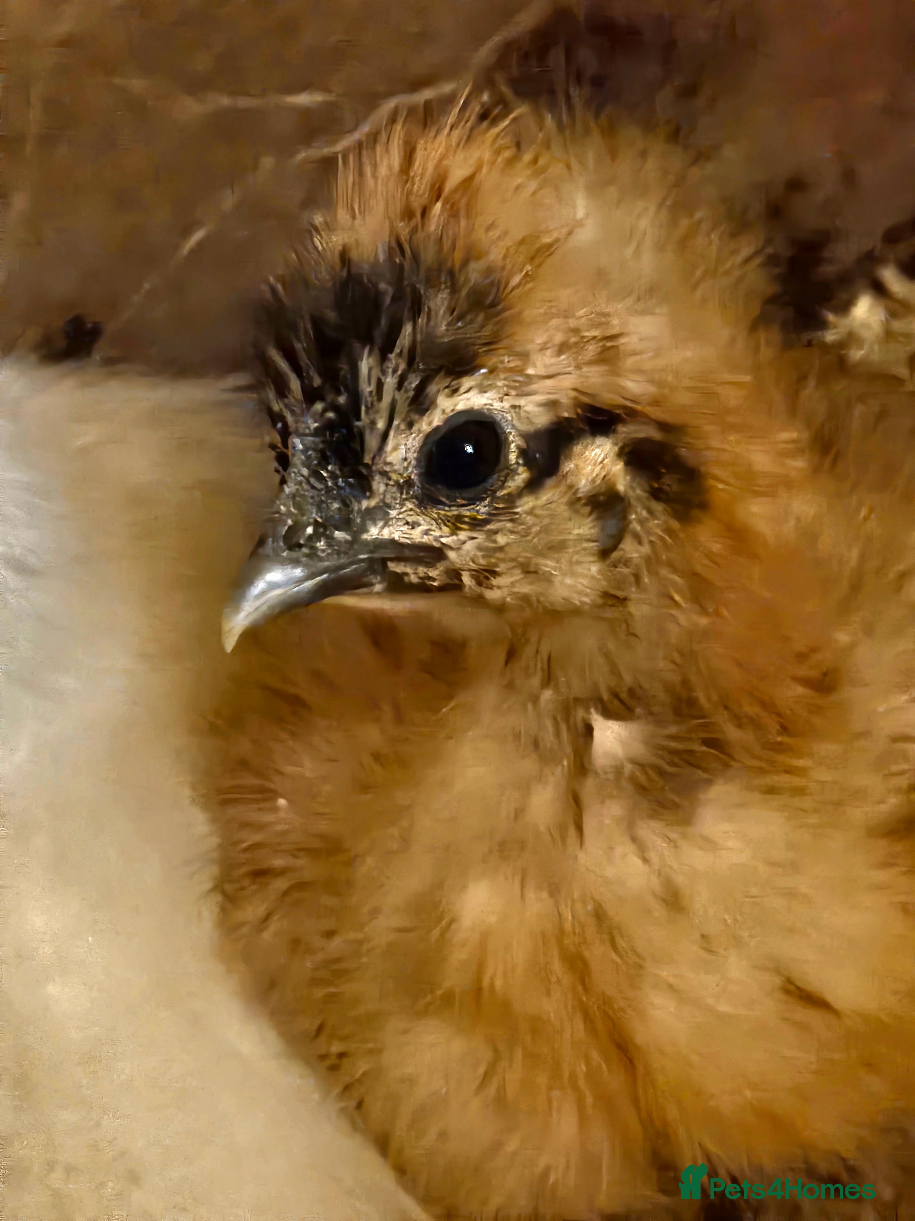 Chickens poultry Baby Purebred Silkies For Sale ✨️ - Advert 1