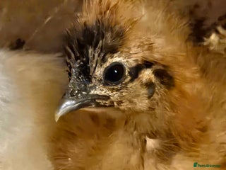 Chickens poultry Baby Purebred Silkies For Sale ✨️ - Advert 1