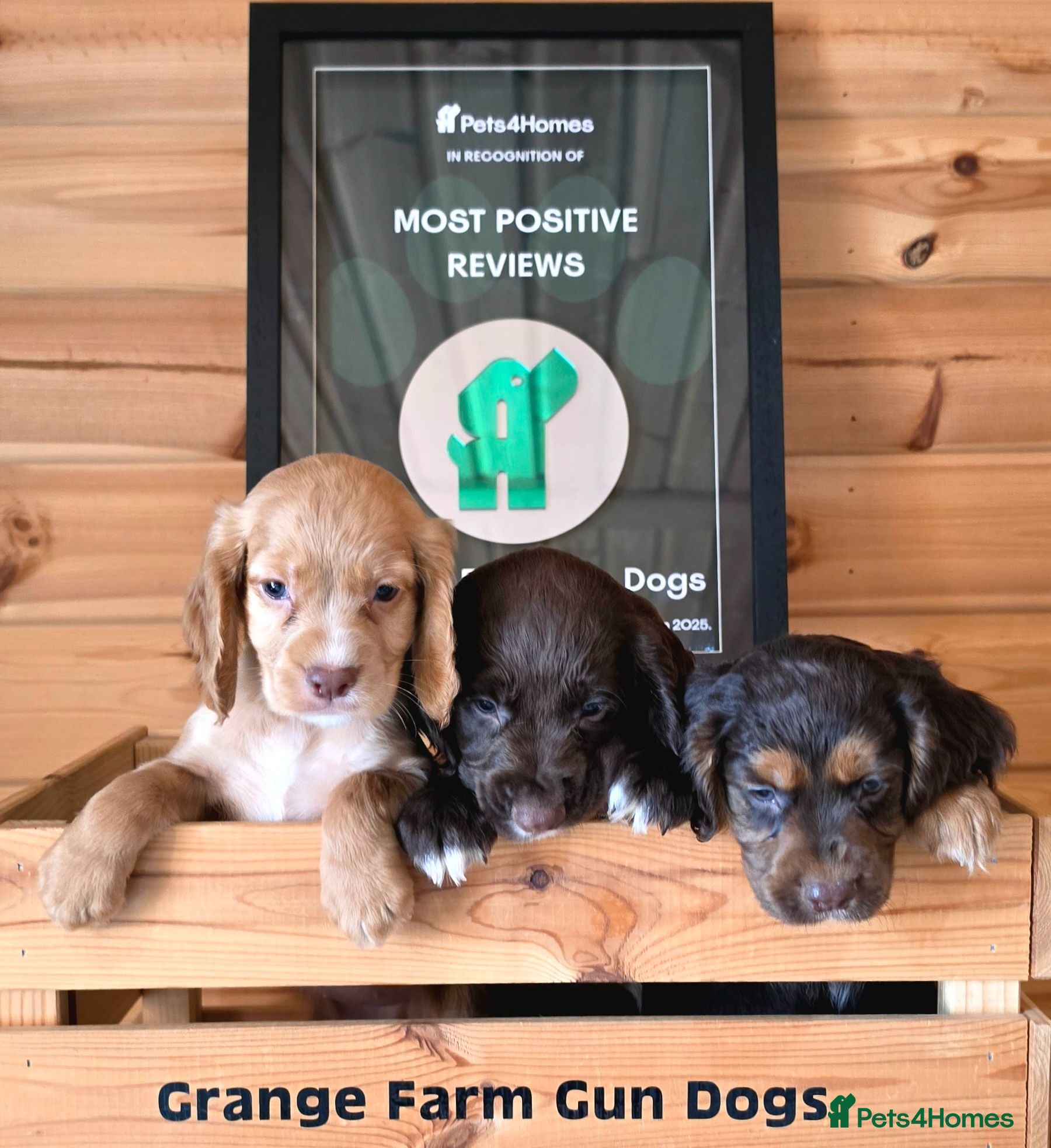 Cocker Spaniel dogs ONLY 3 BEAUTIFUL KC WORKING TYPE COCKER SPANIEL  - Advert 2