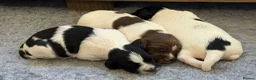 English Springer Spaniel dogs for sale: English Working Springer Spaniels - Advert 4