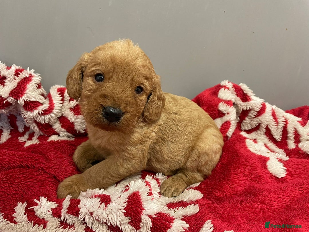 Labradoodle dogs for sale: F1 Labradoodle Puppies  - Advert 23