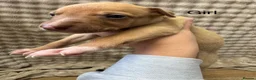 Mixed Breed dogs for sale: Bull x lurcher perfect working dog or pets  in Alston - Advert 4
