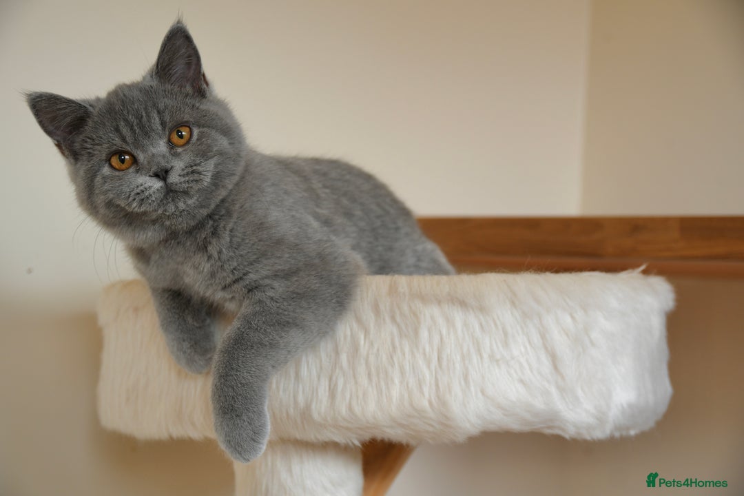 British Shorthair cats for sale: GCCF British Shorthairs Ready now  - Image 7