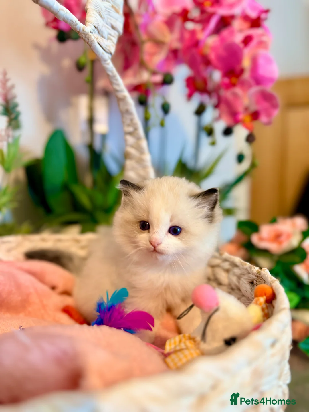 Ragdoll cats for sale: 🩷✨🏅GRAND CHAMP LINE TOP QUALITY RAGDOLLS - Advert 31