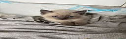 Mixed Breed cats for sale: Mixed ragdolls in Prudhoe - Advert 2