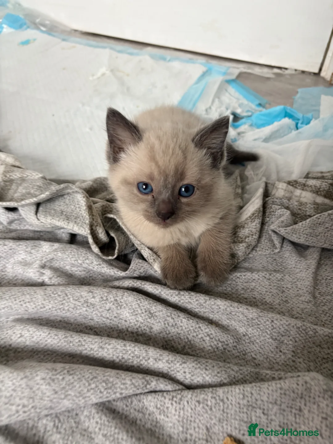 Mixed Breed cats for sale: Mixed ragdolls in Prudhoe - Advert 2
