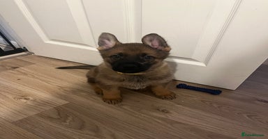 German Shepherd dogs - Advert 2